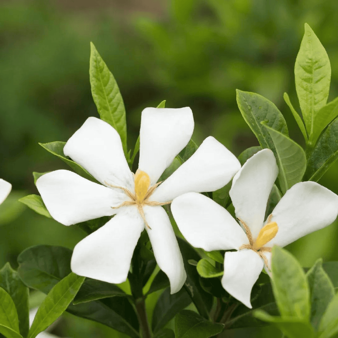 Gandhraj (Paarijatham) Single Petal Highly Fragrant Flowering Live Plant