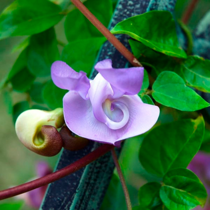 Ganesha vine / Snail vine (Vigna speciosa) Rare Flowering Live Plant