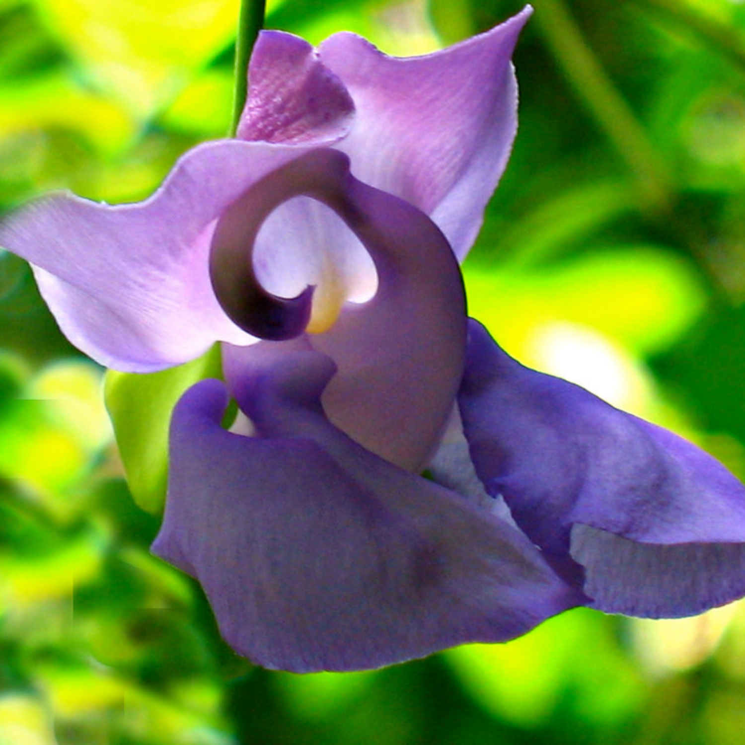 Ganesha vine / Snail vine (Vigna speciosa) Rare Flowering Live Plant