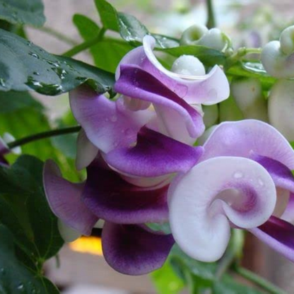 Ganesha vine / Snail vine (Vigna speciosa) Rare Flowering Live Plant