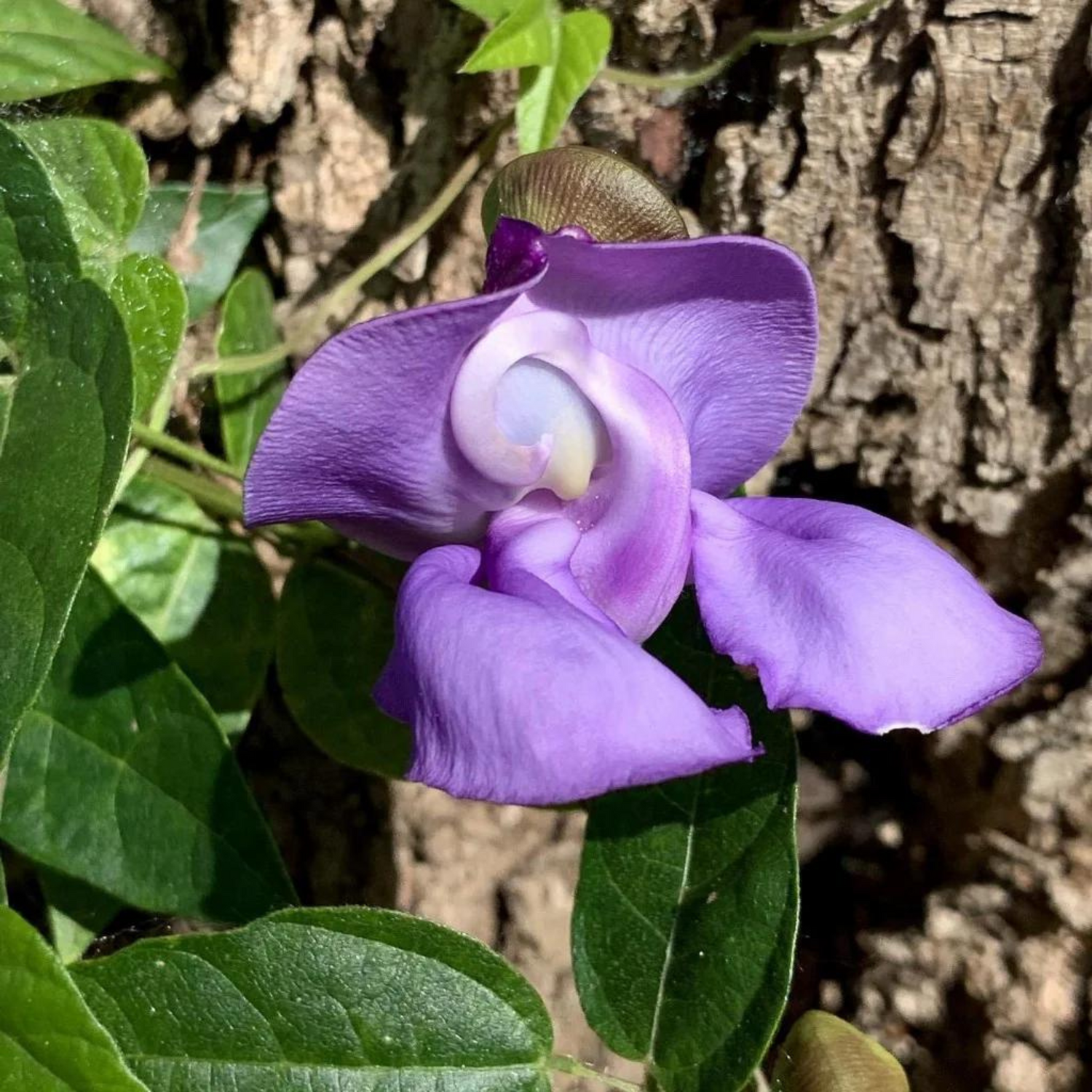 Ganesha vine / Snail vine (Vigna speciosa) Rare Flowering Live Plant