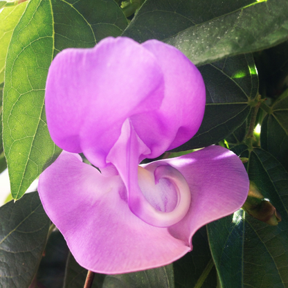 Ganesha vine / Snail vine (Vigna speciosa) Rare Flowering Live Plant