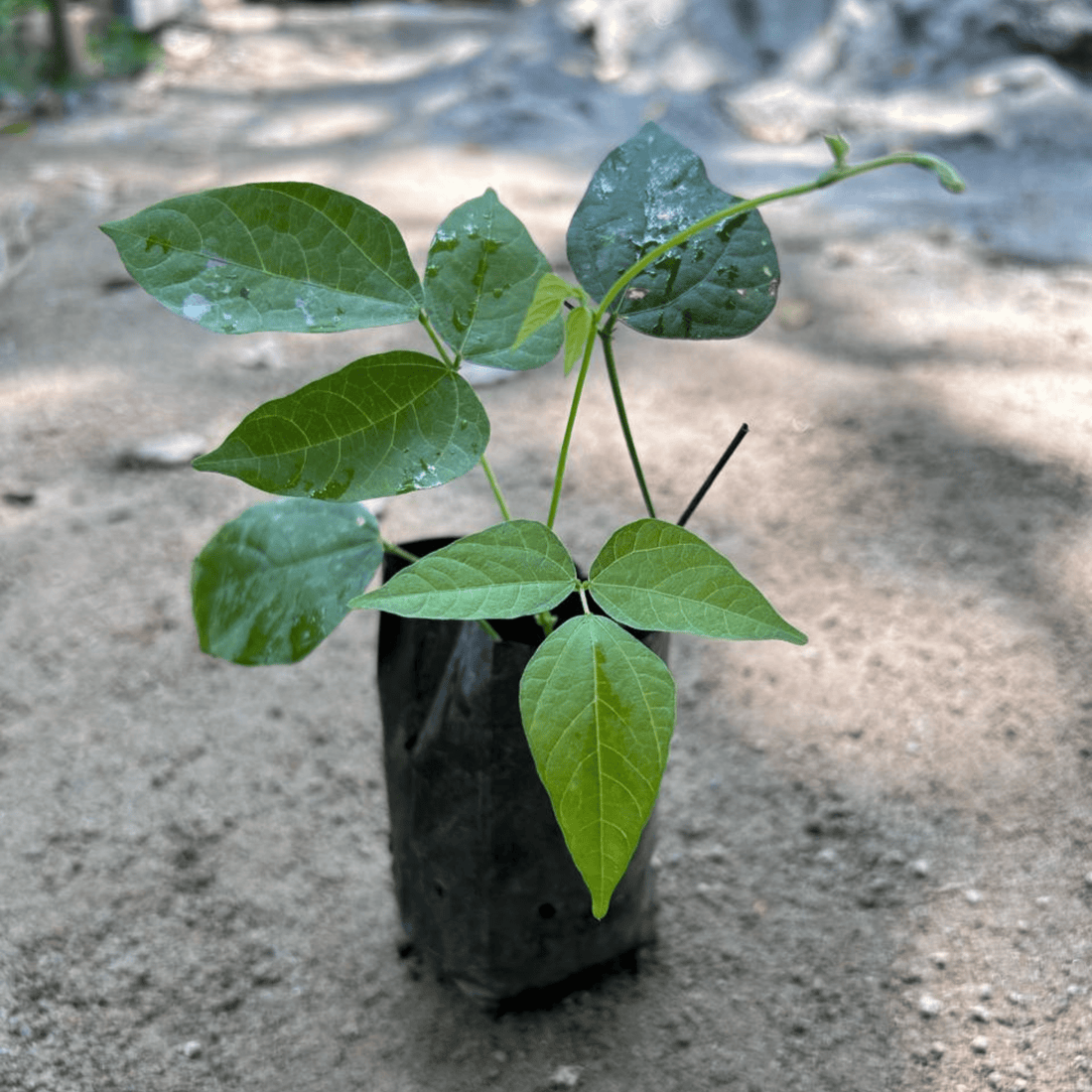 Ganesha vine / Snail vine (Vigna speciosa) Rare Flowering Live Plant