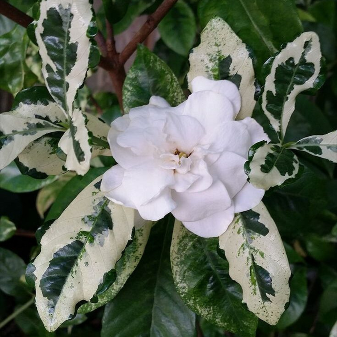 Gardenia Variegated All Time Flowering Live Plant