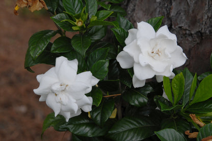 Gandhraj / Gardenia Cape Jasmine (Paarijatham) Highly Fragrant All Time Flowering Live Plant