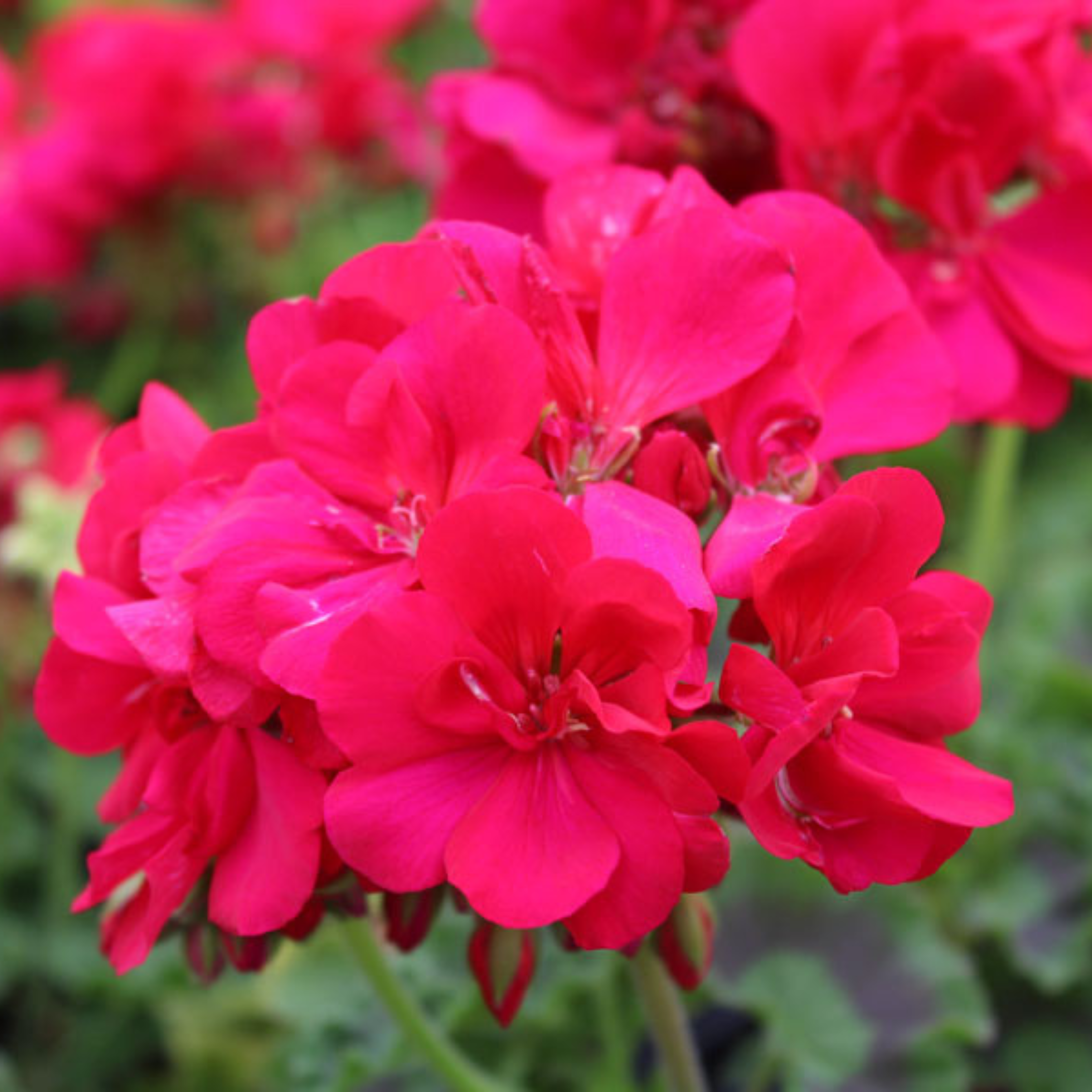 Geranium Hot Pink Creeper/Climber Flowering Live Plant