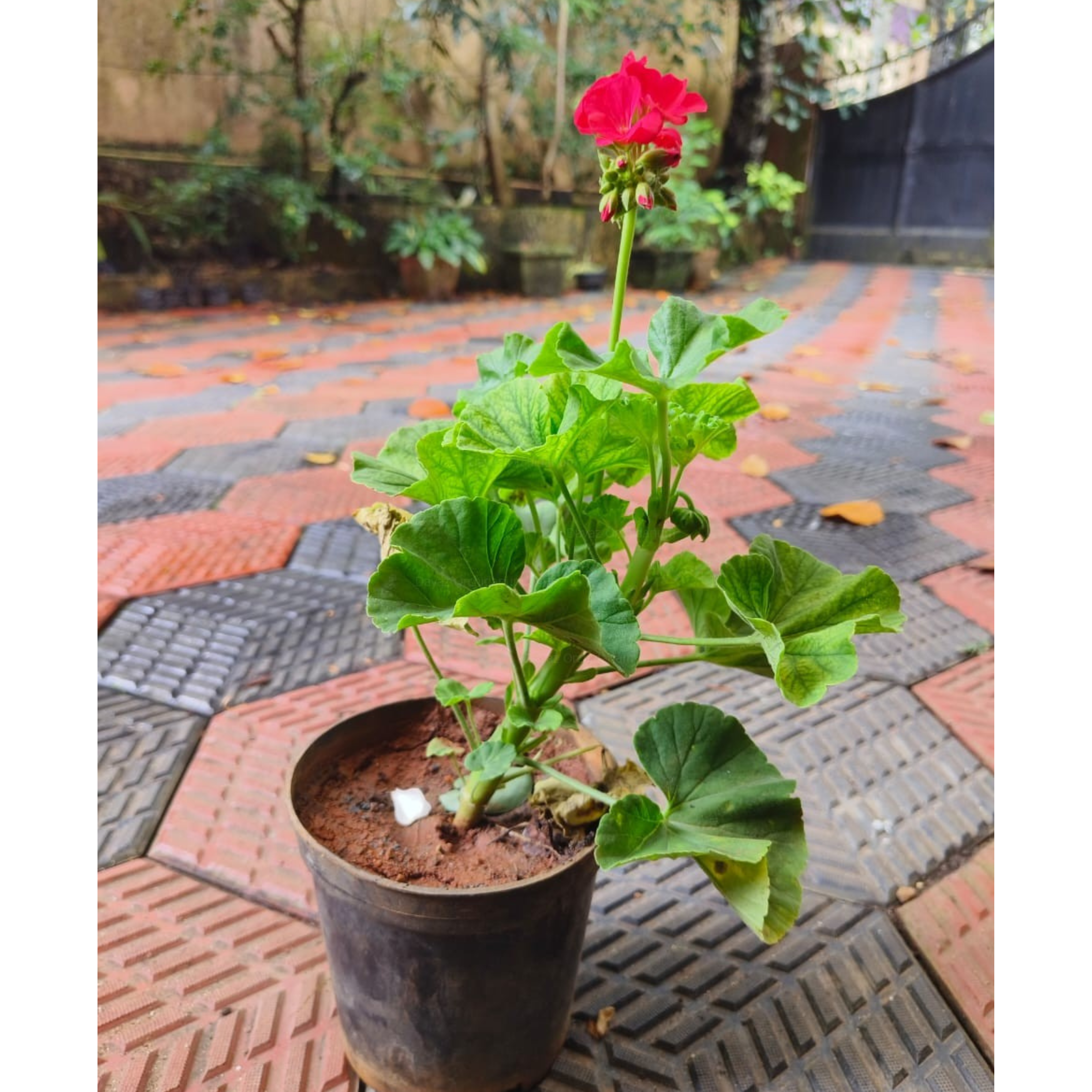 Geranium Hot Pink Creeper/Climber Flowering Live Plant