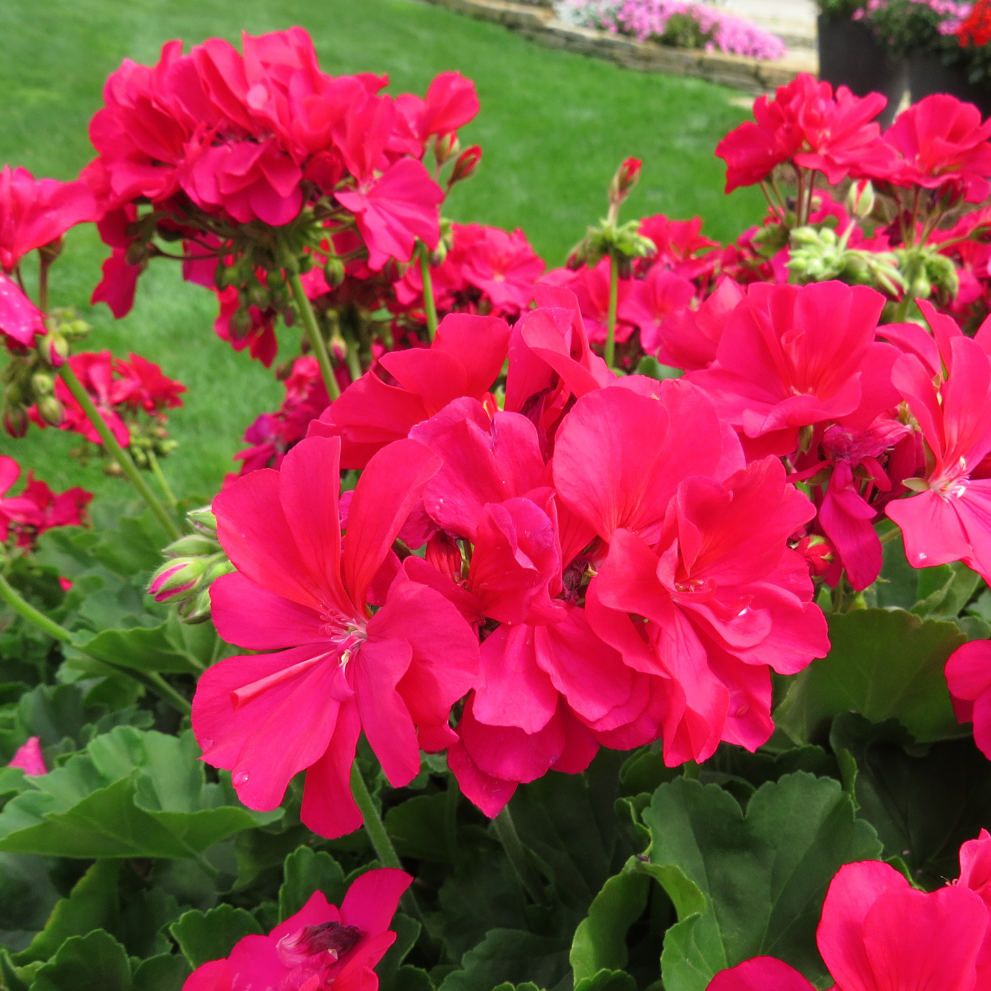 Geranium Hot Pink Creeper/Climber Flowering Live Plant