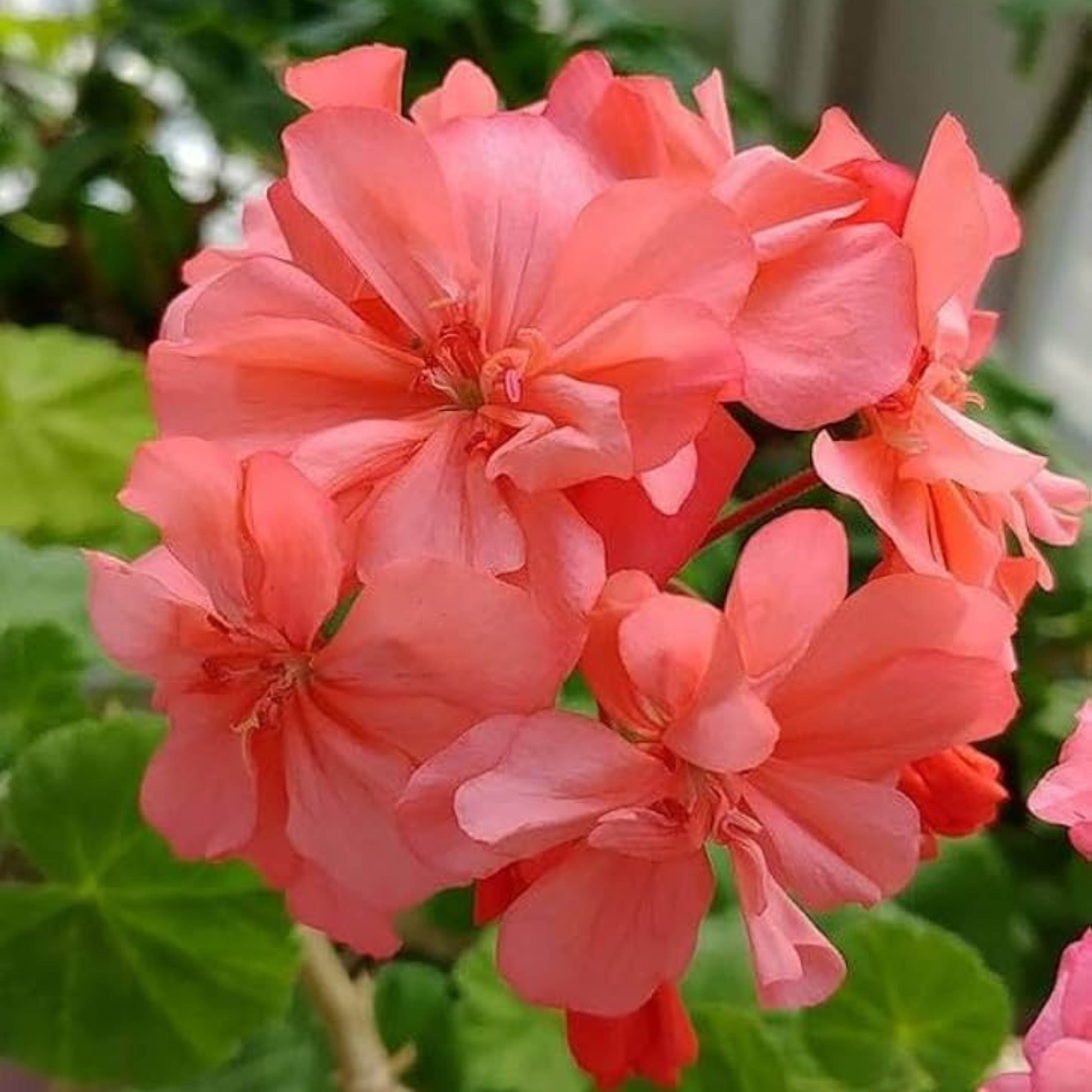 Geranium Peach Creeper/Climber Flowering Live Plant