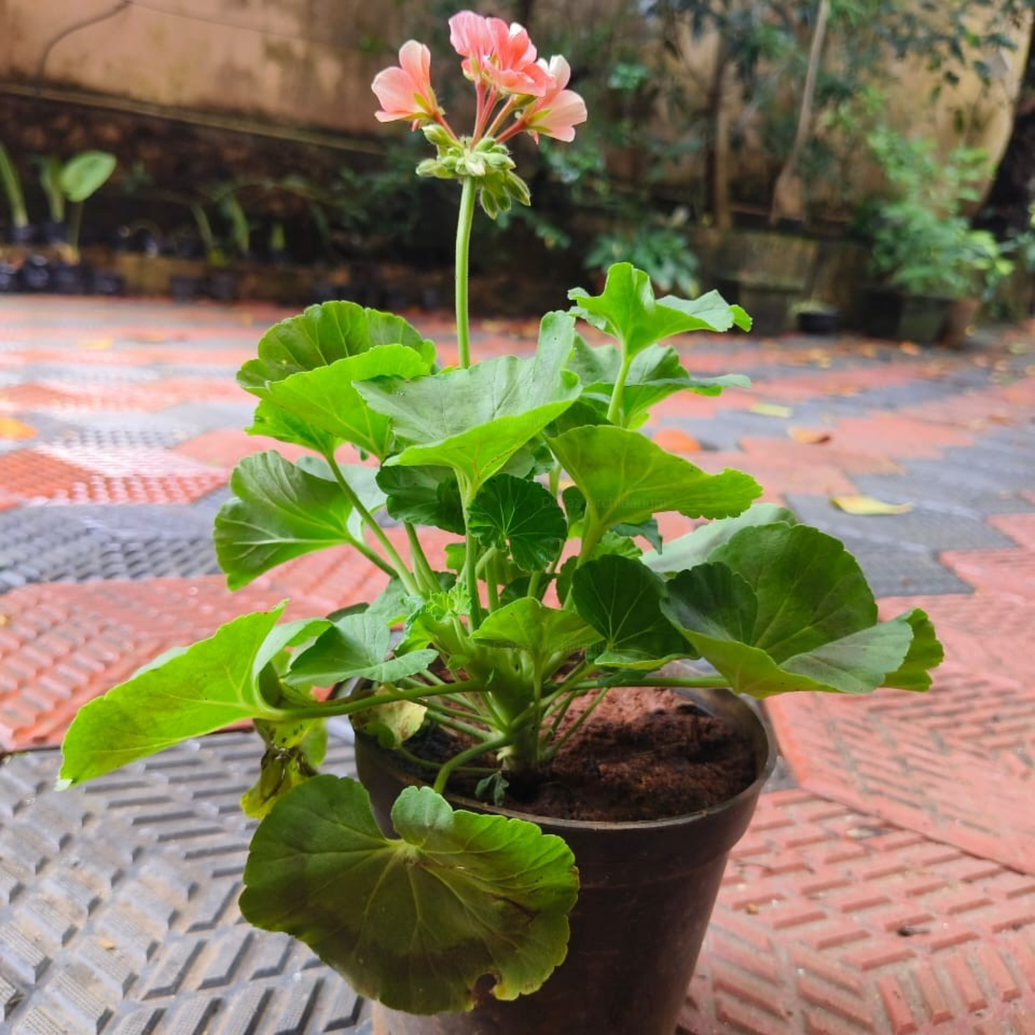 Geranium Peach Creeper/Climber Flowering Live Plant