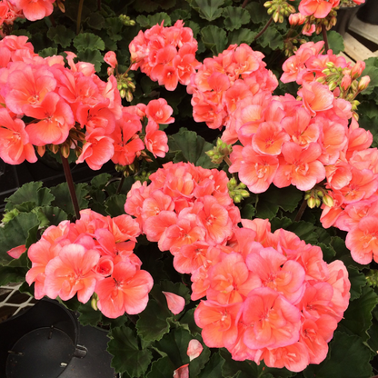 Geranium Peach Creeper/Climber Flowering Live Plant