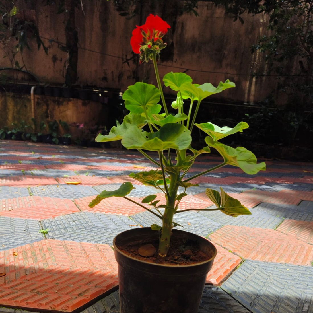 Geranium Ivy Red Creeper/Climber Flowering Live Plant