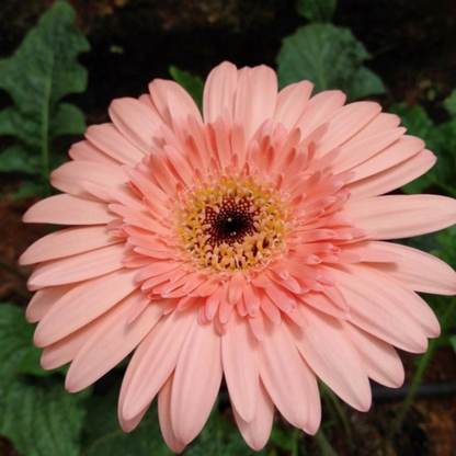 Gerbera Arka Pink Flowering Live Plant