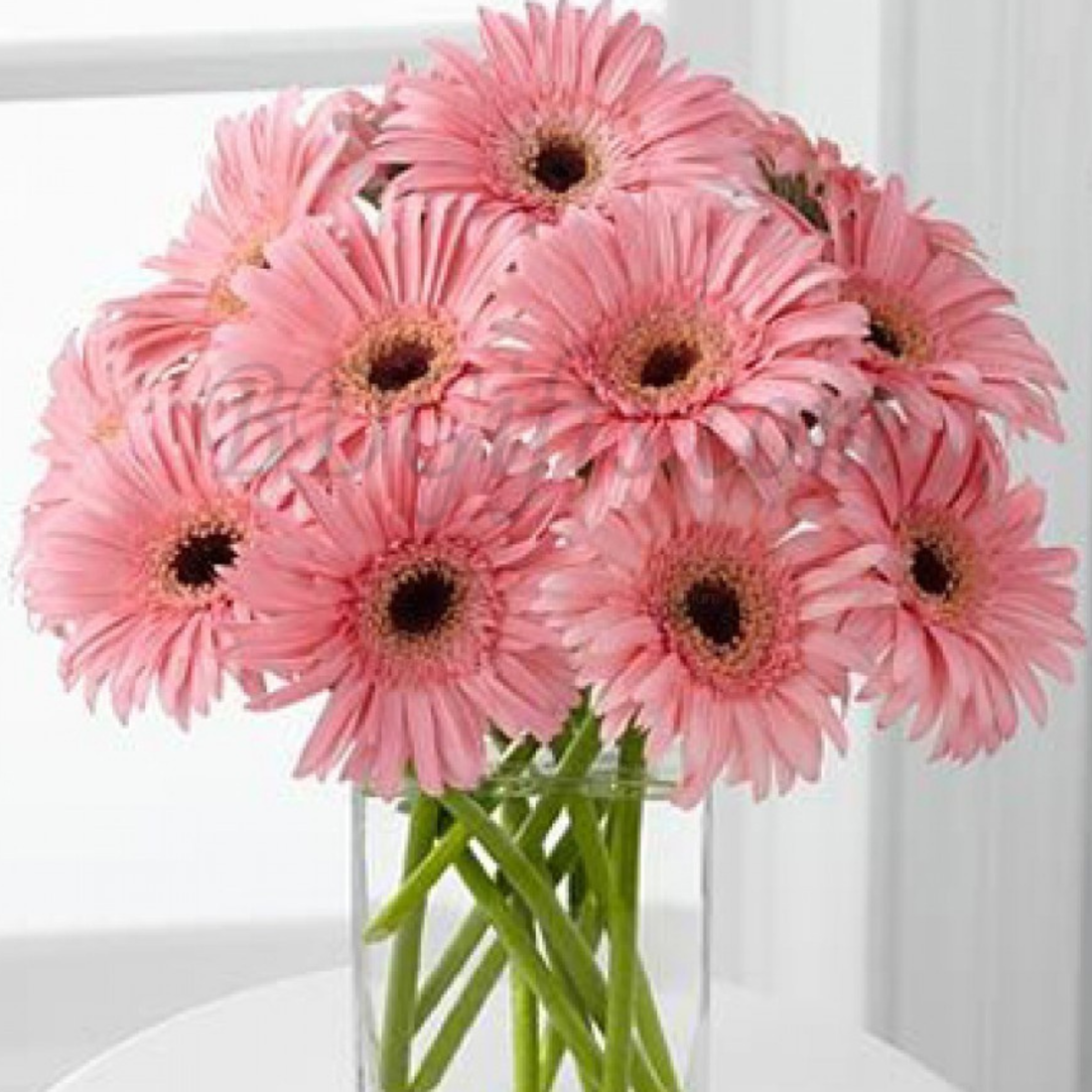 Gerbera Arka Pink Flowering Live Plant