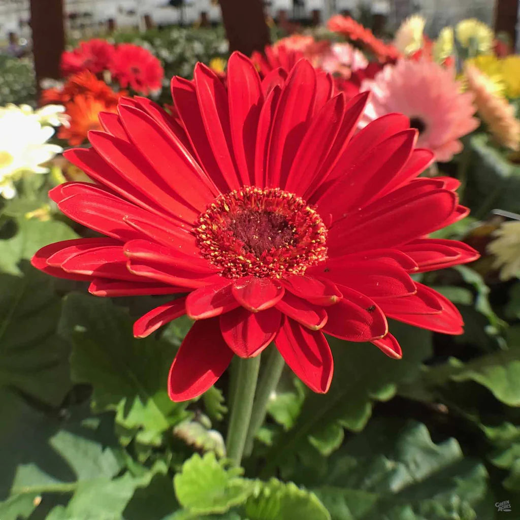 Gerbera Red Flowering Live Plant - Pot with Flowers