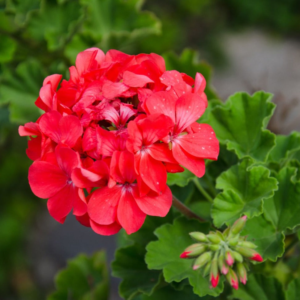 Geranium Ivy Red Creeper/Climber Flowering Live Plant