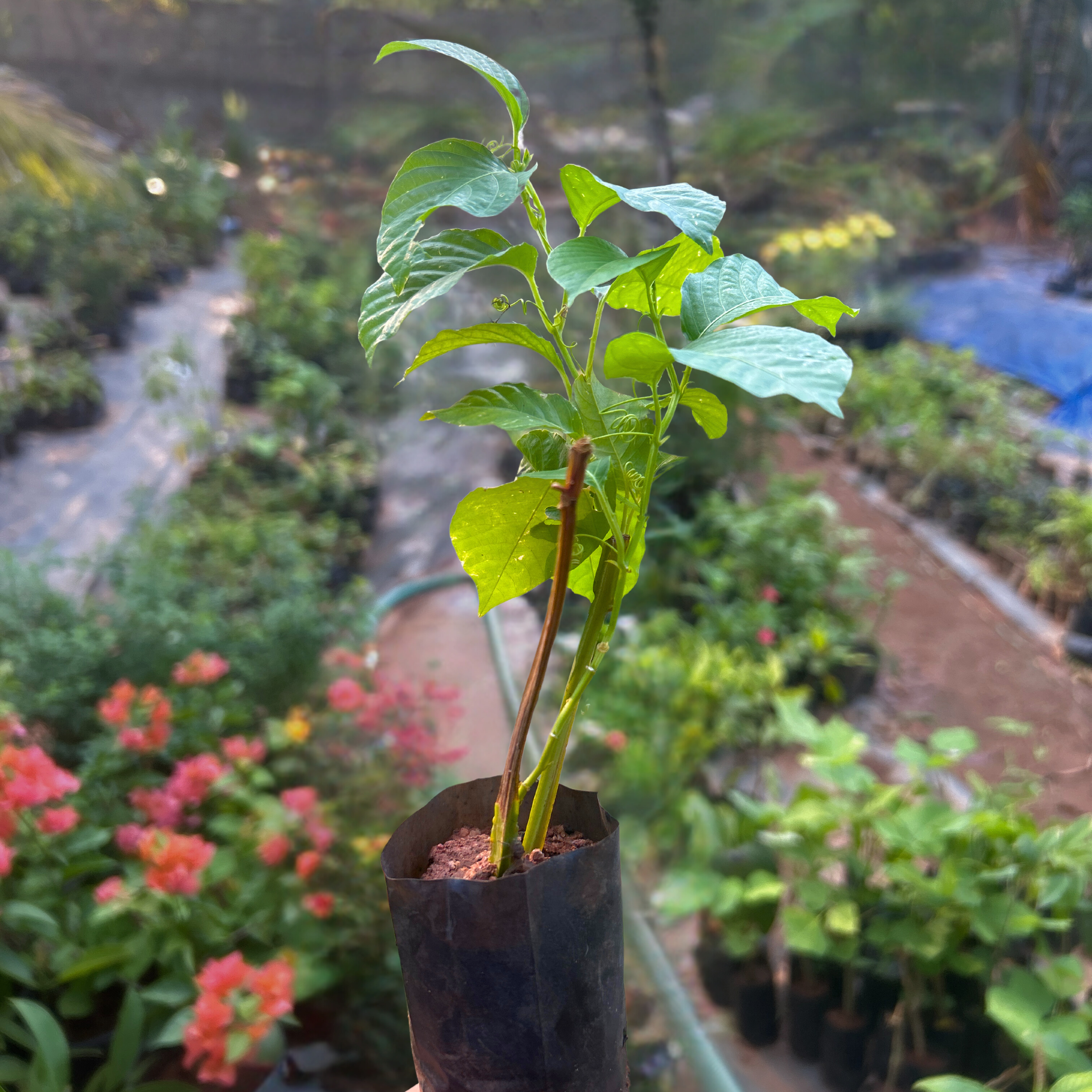 Giant Passion Fruit Flowering Plant