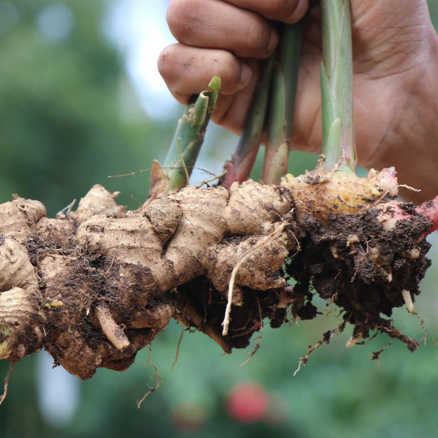 Ginger/अदरक (Zingiber officinale) Spice Plant