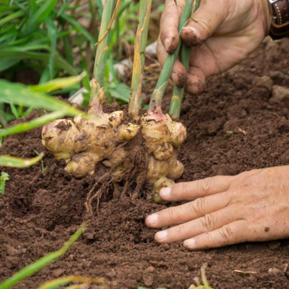 Ginger/अदरक (Zingiber officinale) Spice Plant