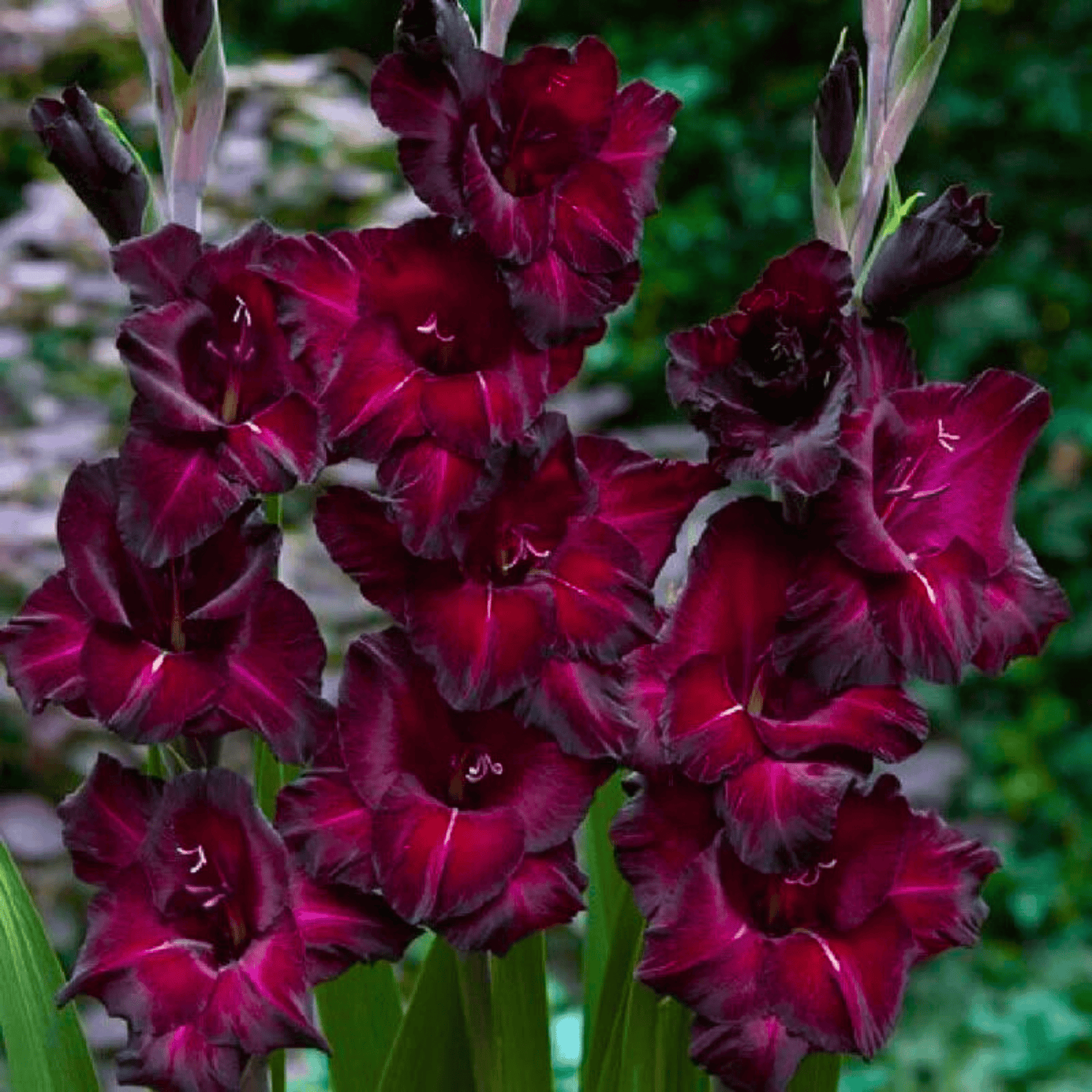 Gladiolus Black Star Flowering Live Plant