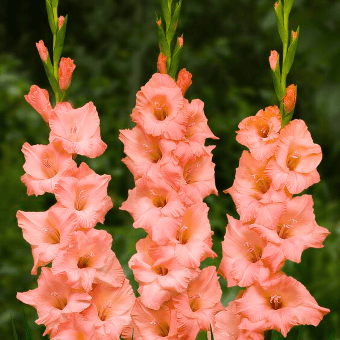 Gladiolus Light Pink Flowering Live Plant