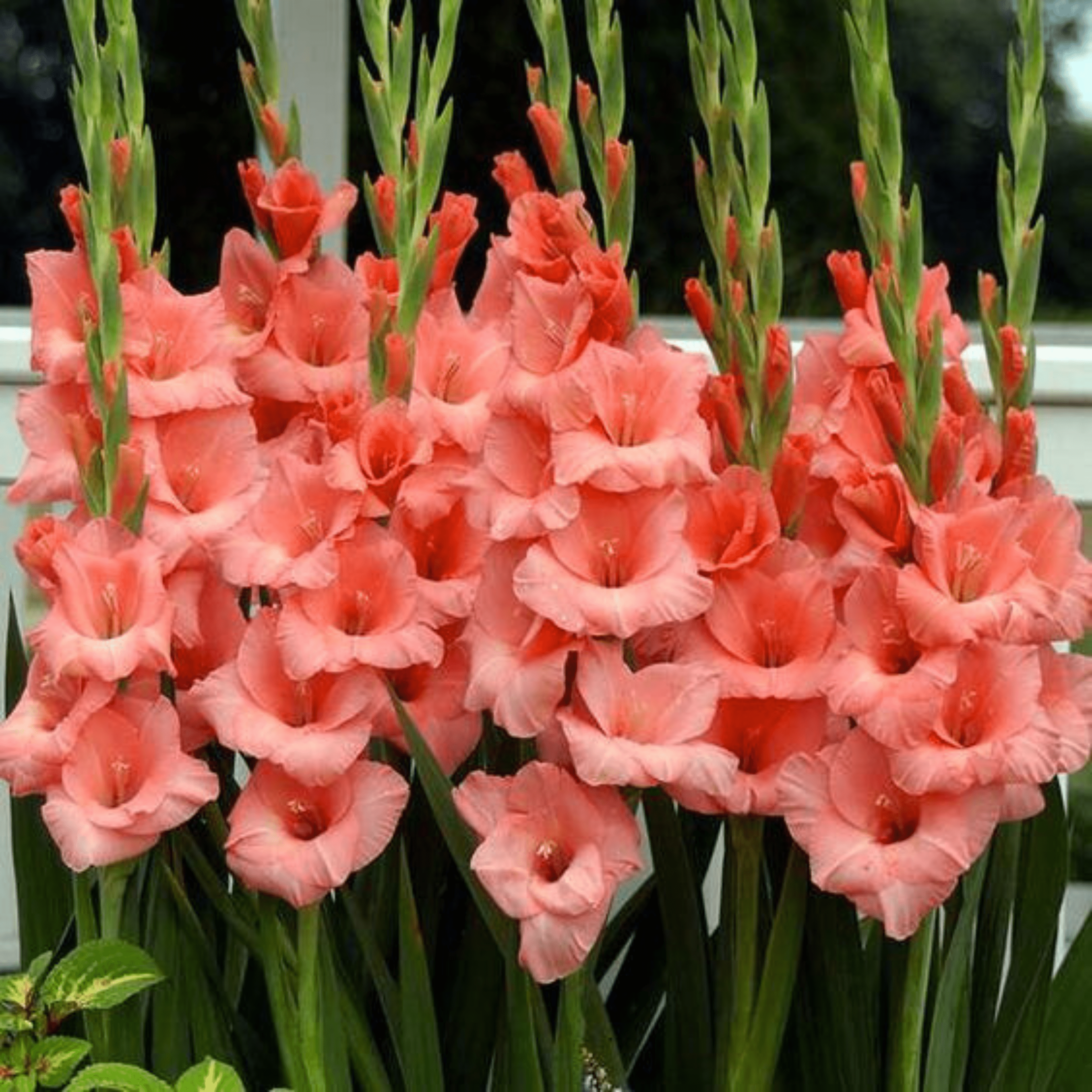 Gladiolus Light Pink Flowering Live Plant