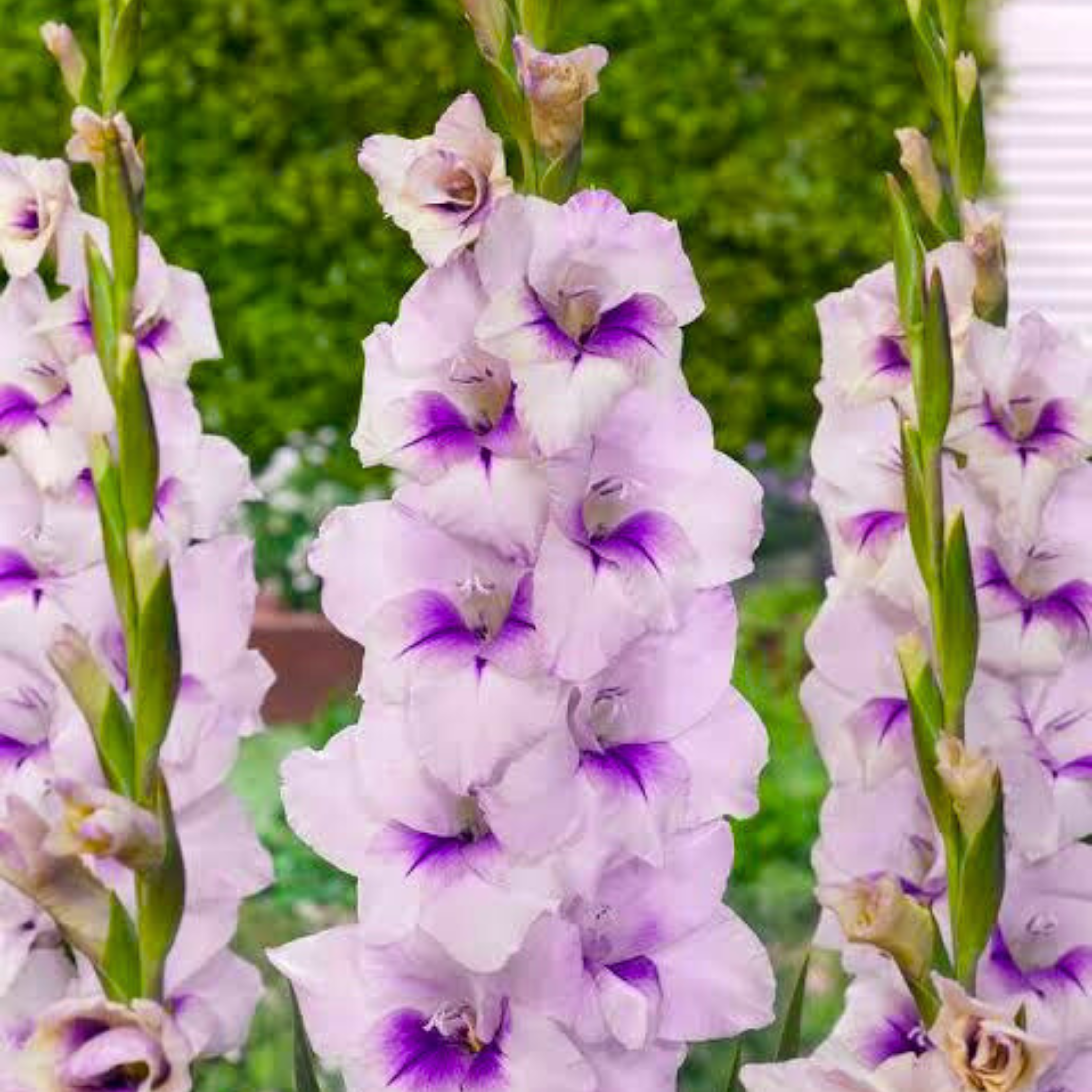Gladiolus Light Purple Flowering Live Plant