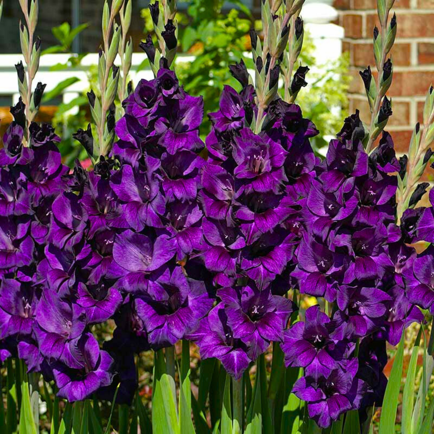 Gladiolus Purple Flowering Live Plant