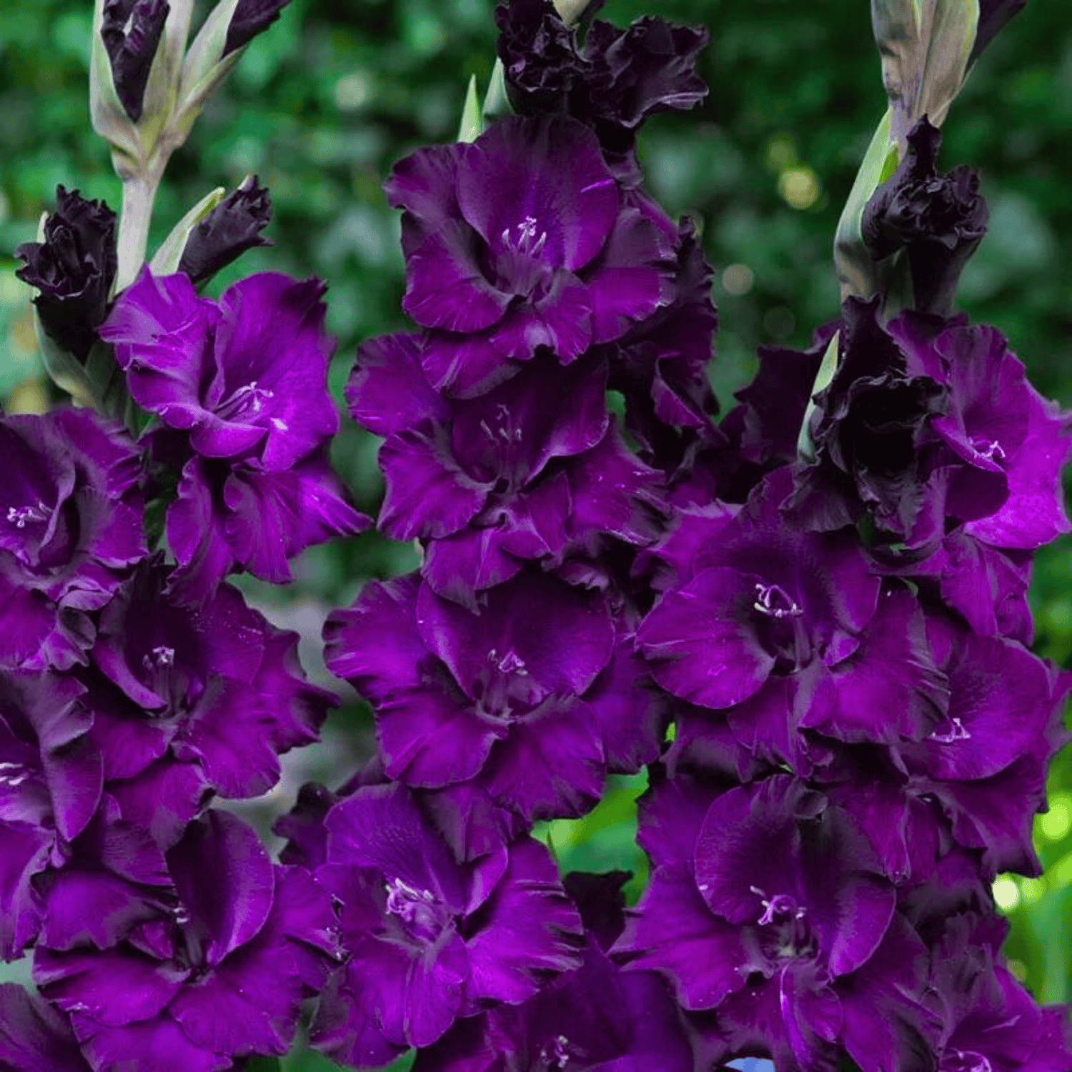 Gladiolus Purple Flowering Live Plant