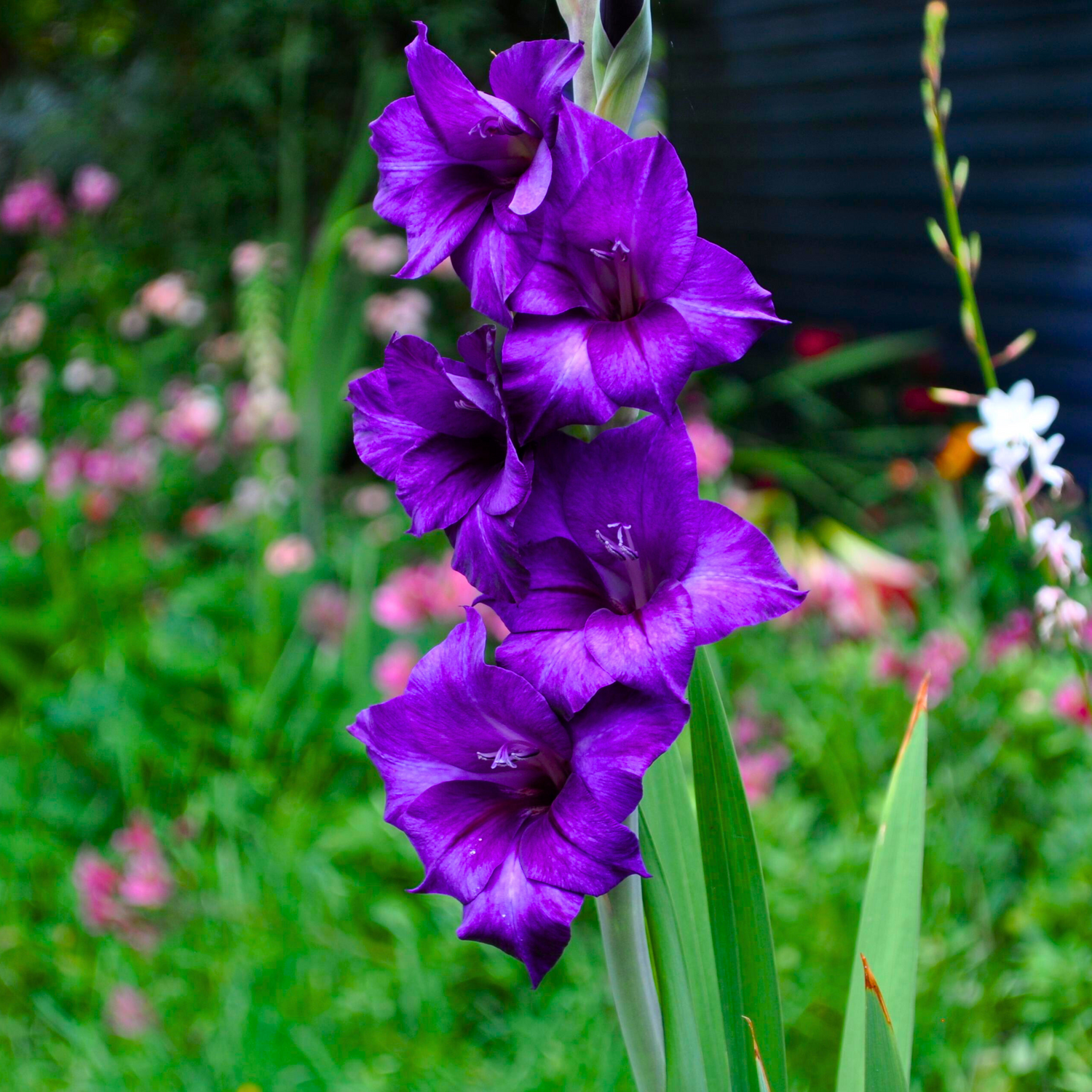 Gladiolus Purple Flowering Live Plant