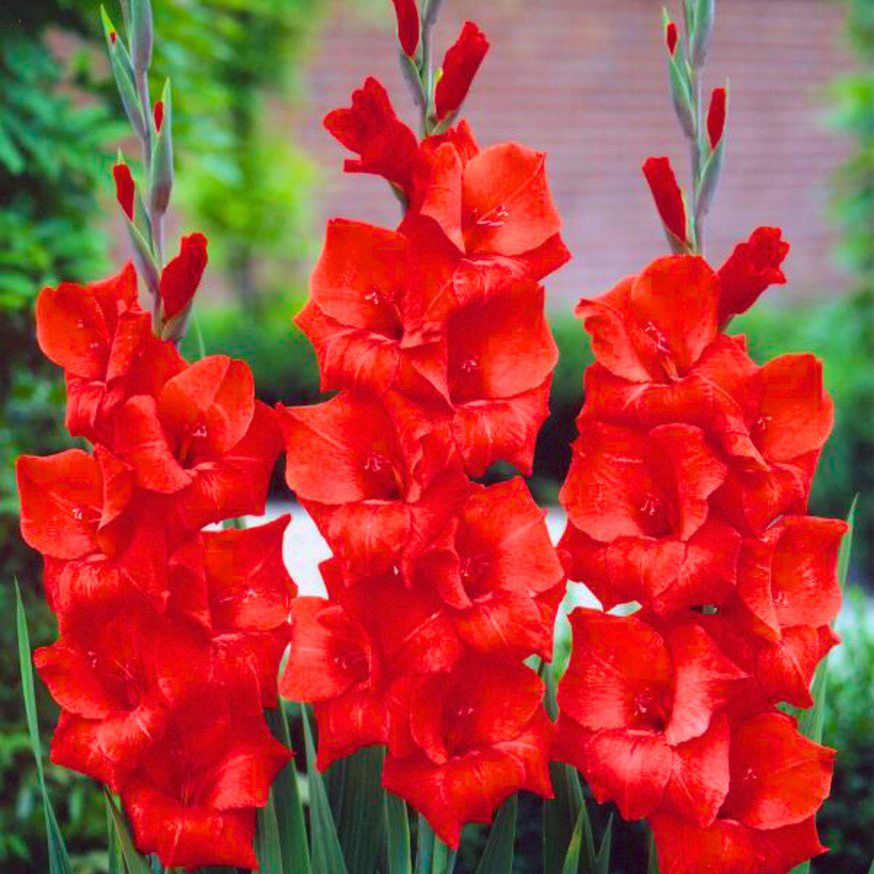 Gladiolus Red Flowering Live Plant