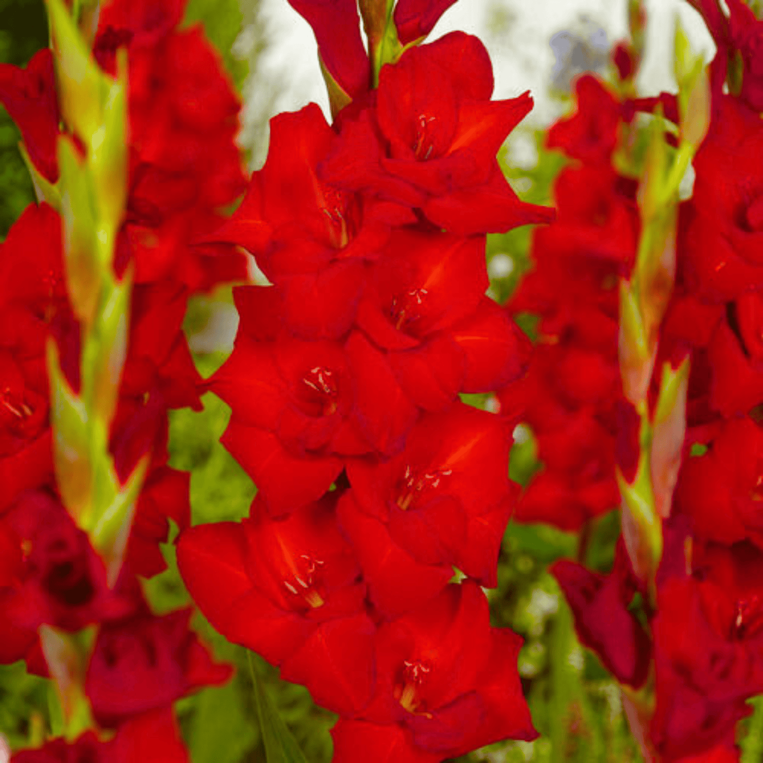 Gladiolus Red Flowering Live Plant