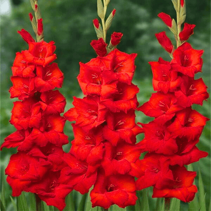 Gladiolus Red Flowering Live Plant