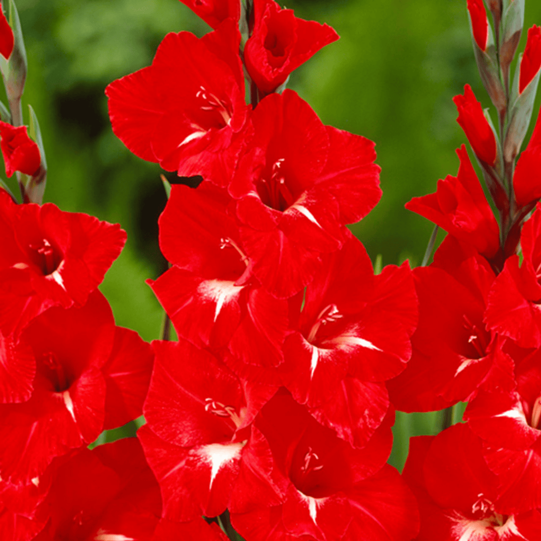 Gladiolus Traderhorn Flowering Live Plant