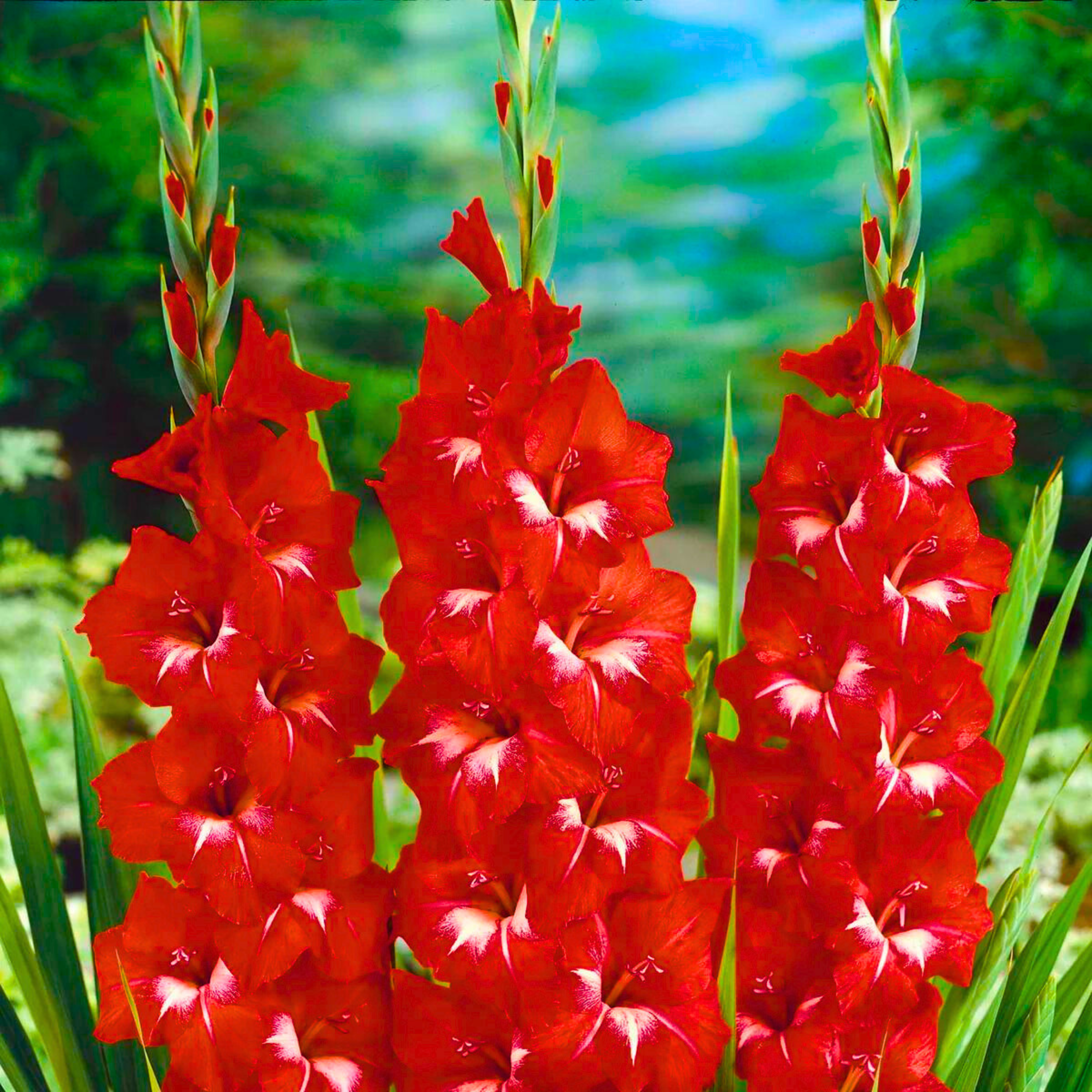 Gladiolus Traderhorn Flowering Live Plant