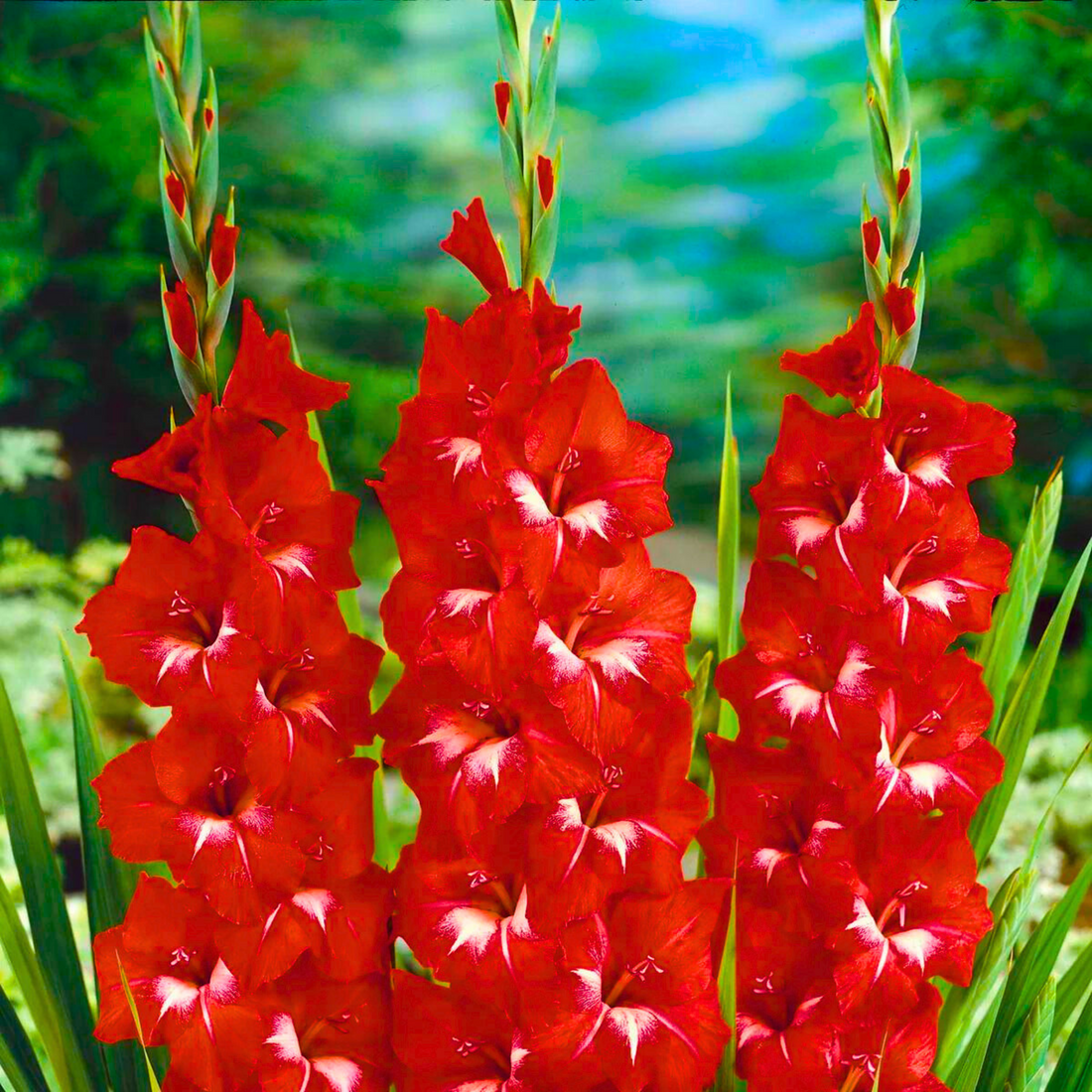 Gladiolus Traderhorn Flowering Live Plant – Seed2Plant