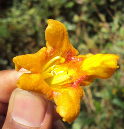 Gamhar Tree (Gmelina arborea) Live Plant