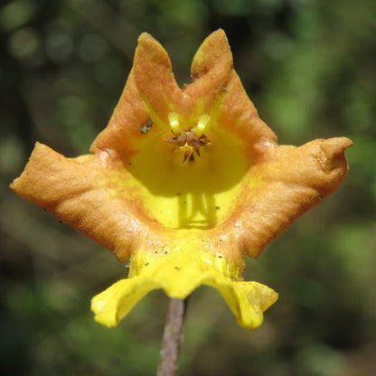 Gamhar Tree (Gmelina arborea) Live Plant