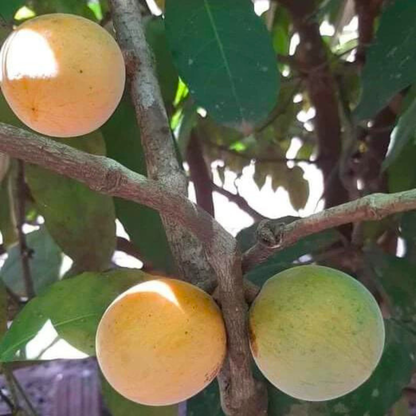 Gogo (Salacia macrophylla) Fruit Live Plant