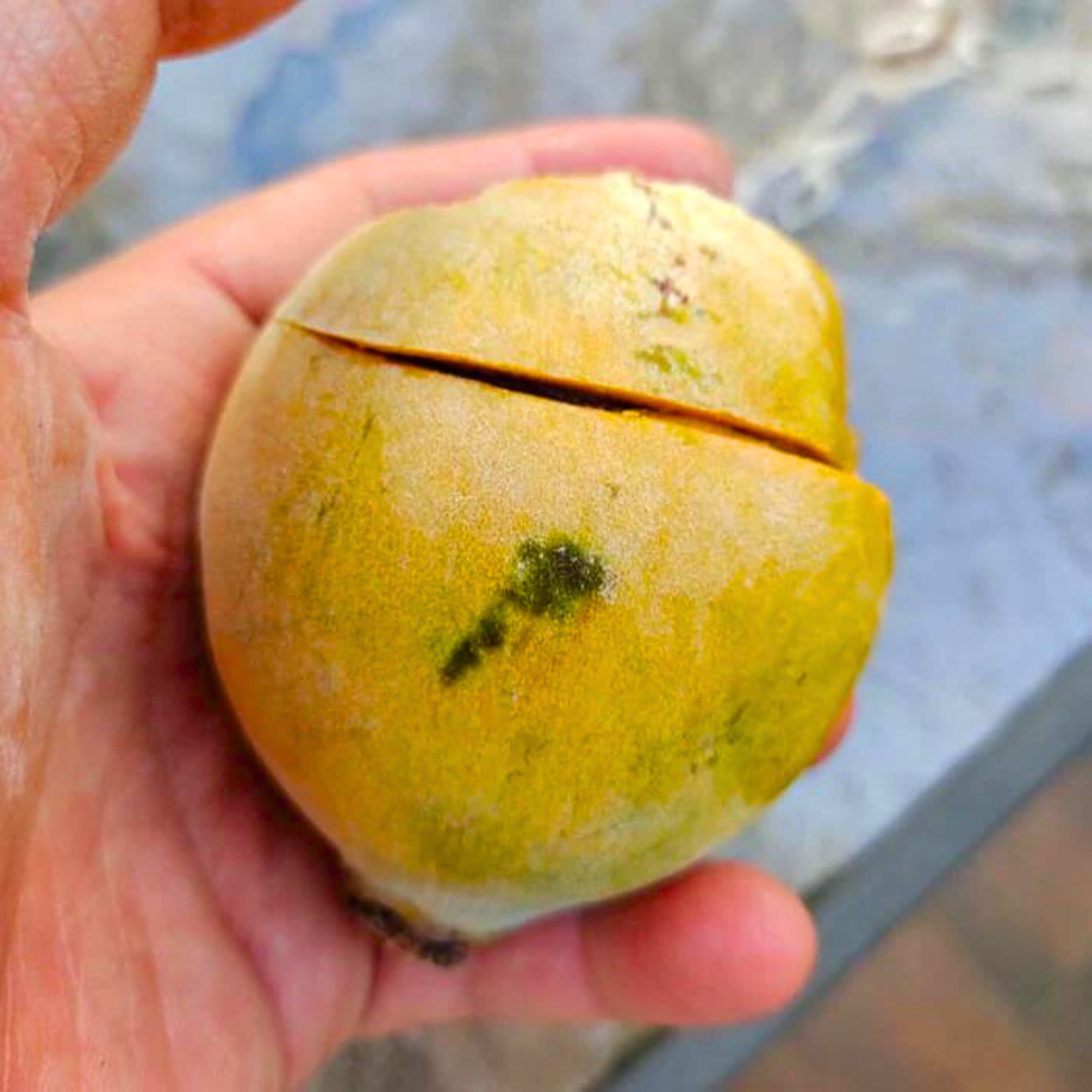 Gogo (Salacia macrophylla) Fruit Live Plant