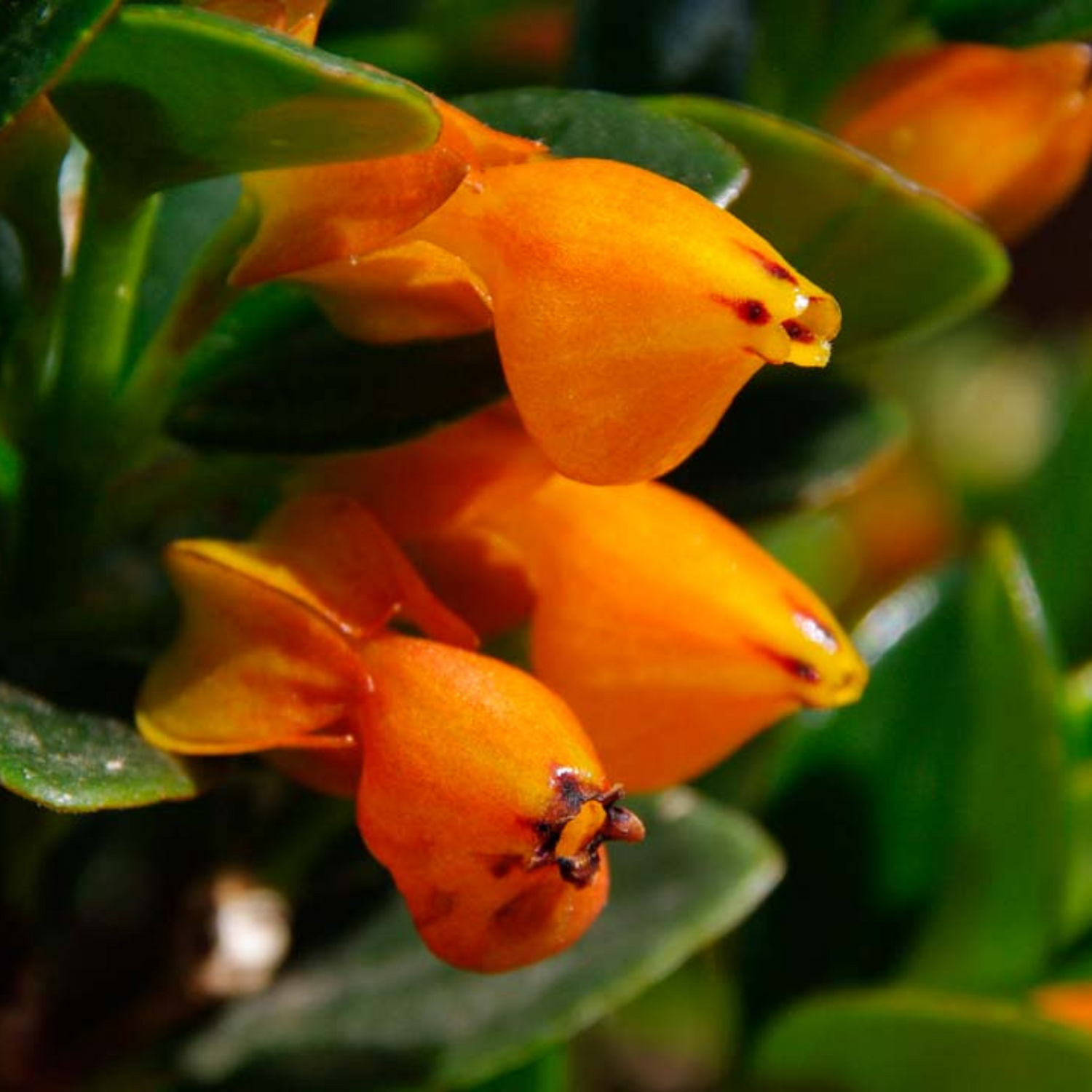 Gold Fish Orange (Nematanthus gregarius) Flowering Live Plant