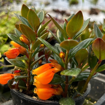 Gold Fish Orange (Nematanthus gregarius) Flowering Live Plant