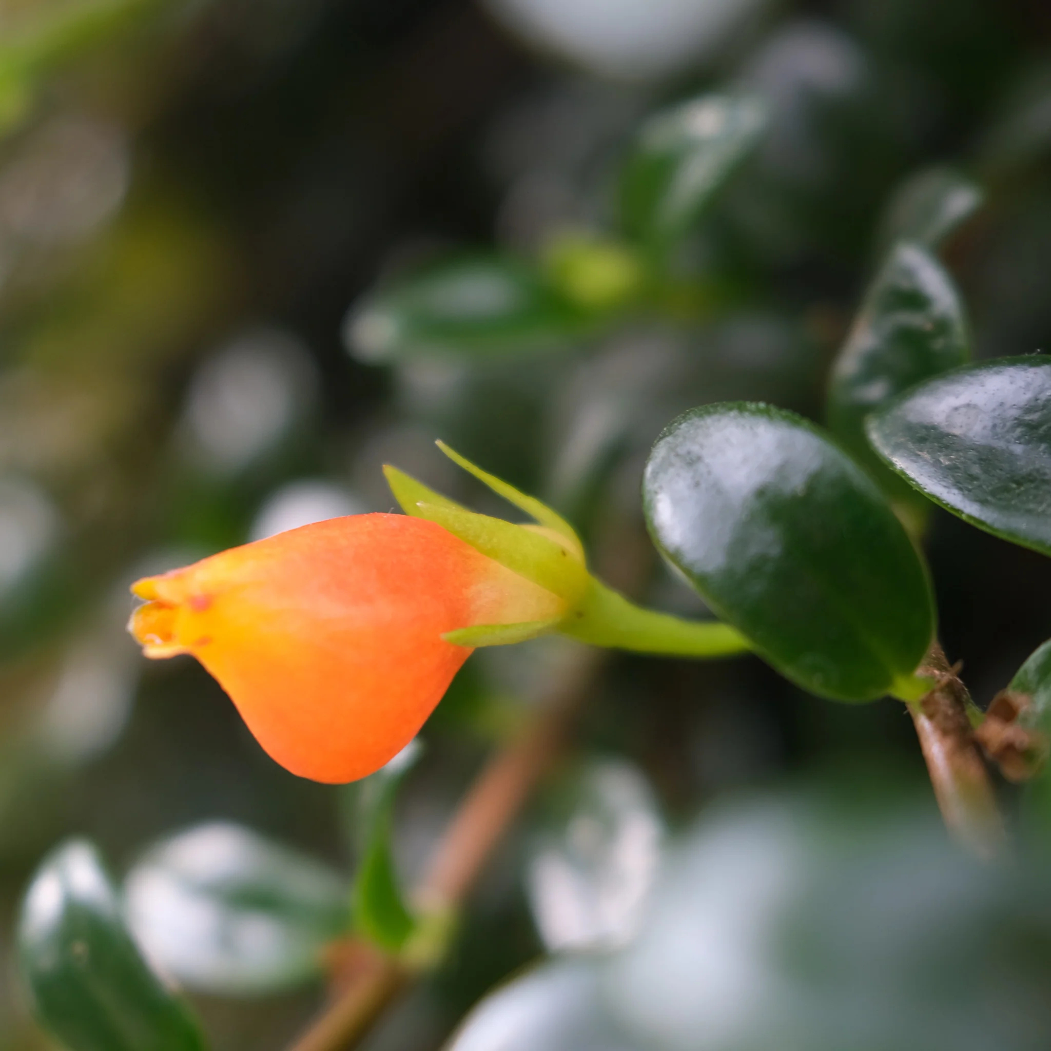 Gold Fish Orange (Nematanthus gregarius) Flowering Live Plant