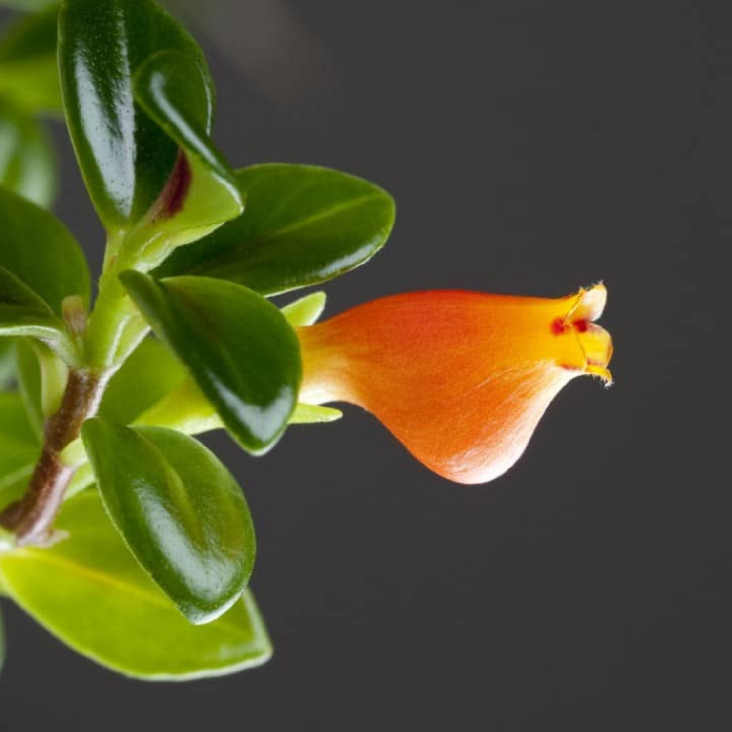 Gold Fish Orange (Nematanthus gregarius) Flowering Live Plant