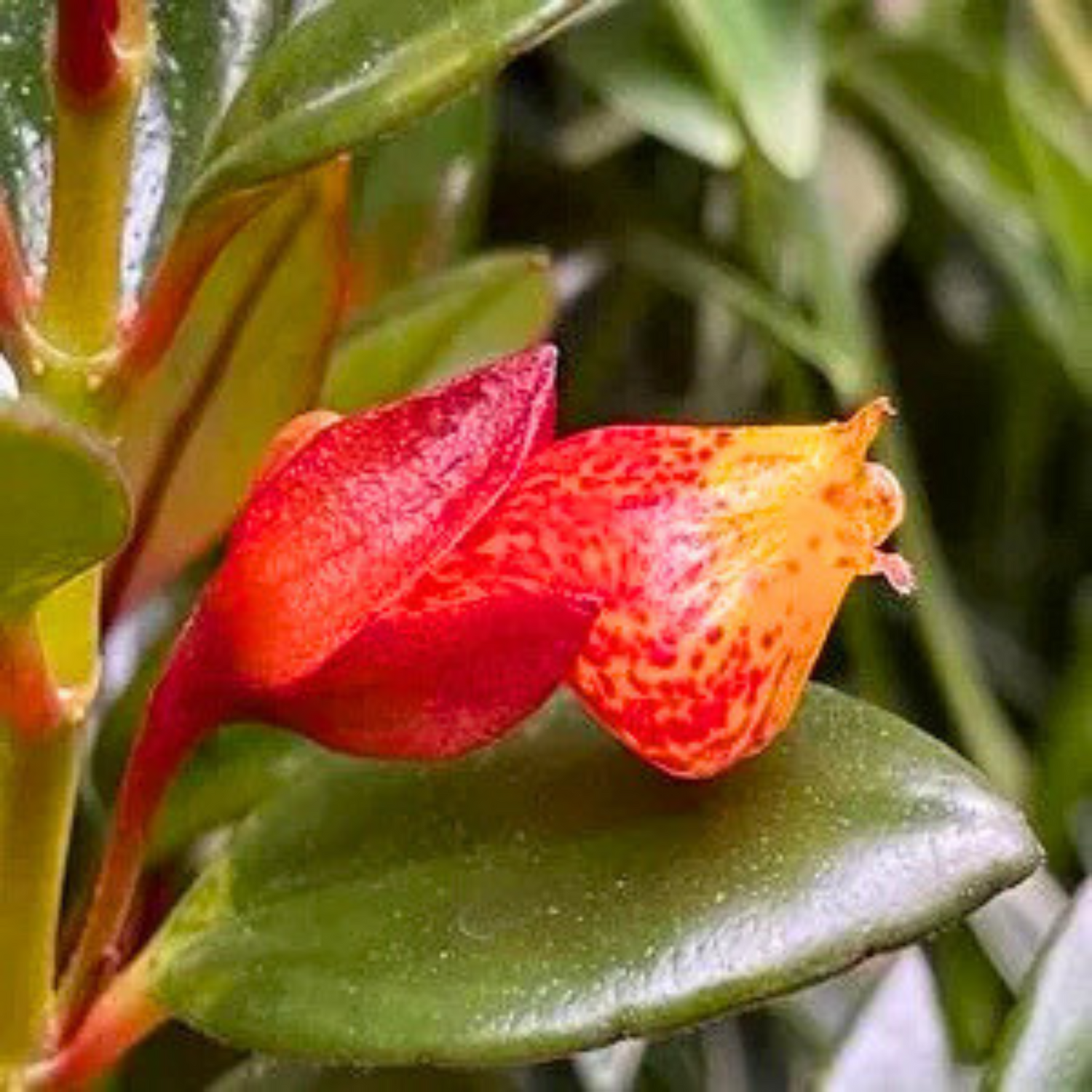 Gold Fish Red (Nematanthus gregarius) Flowering Live Plant