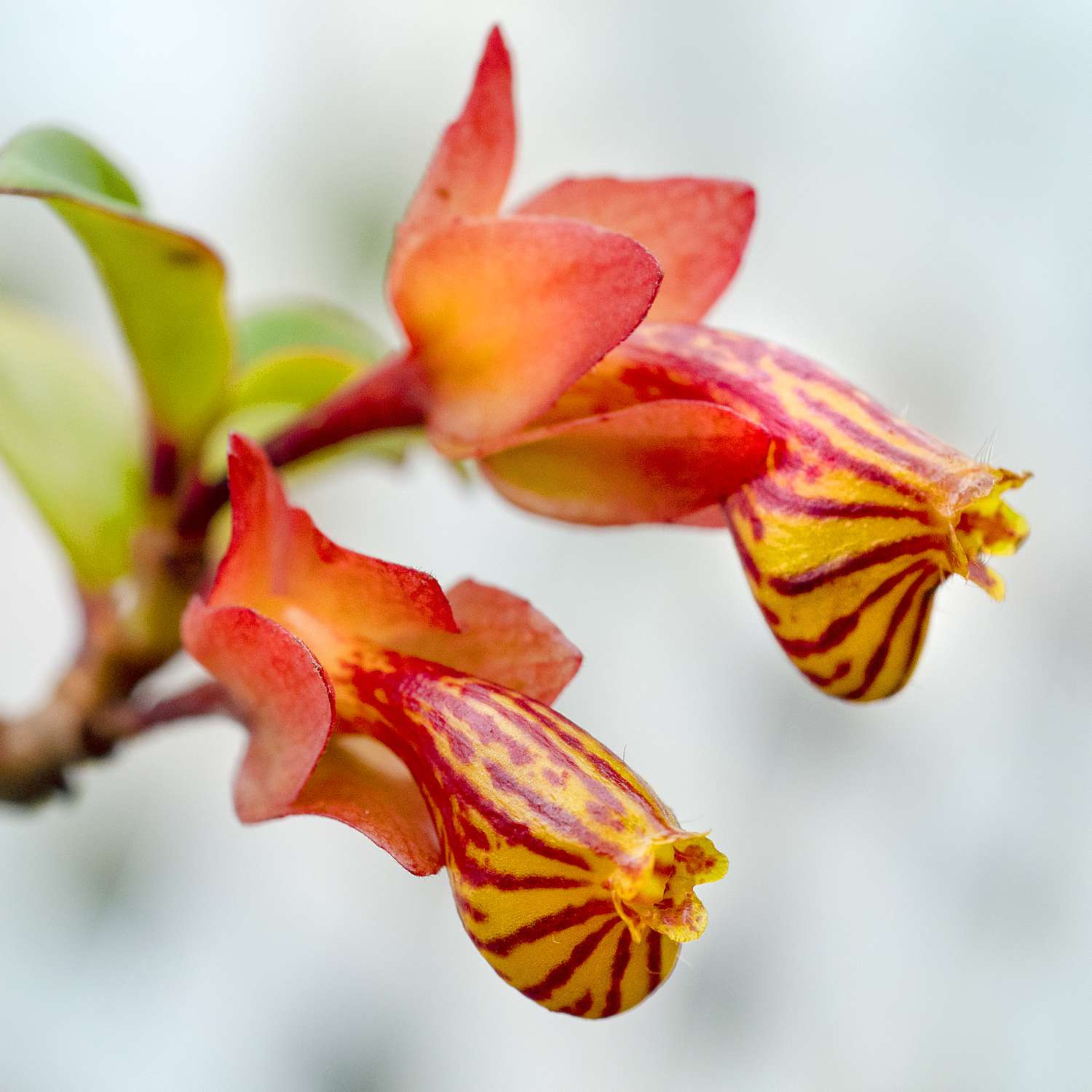 Gold Fish Red (Nematanthus gregarius) Flowering Live Plant