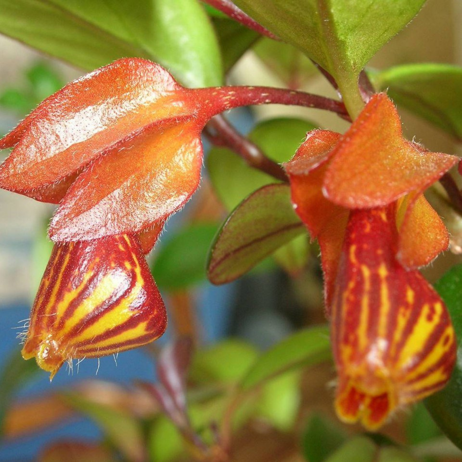 Gold Fish Red (Nematanthus gregarius) Flowering Live Plant