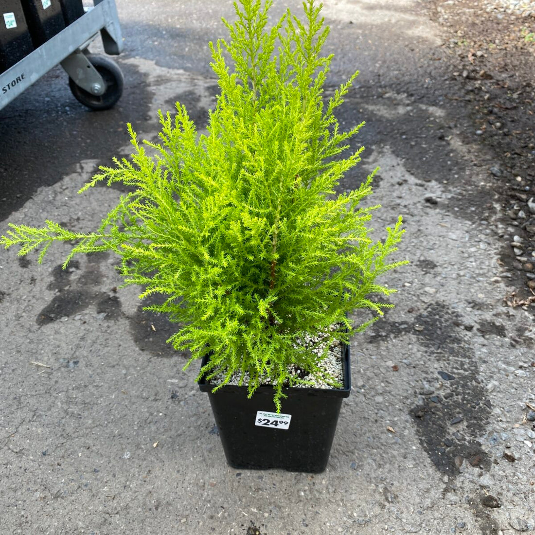 Golden Cypress (Cupressus Macrocarpa) Ornamental Live Plant