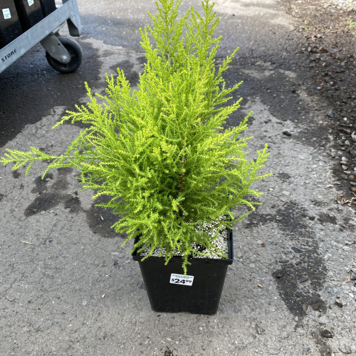 Golden Cypress (Cupressus Macrocarpa) Ornamental Live Plant