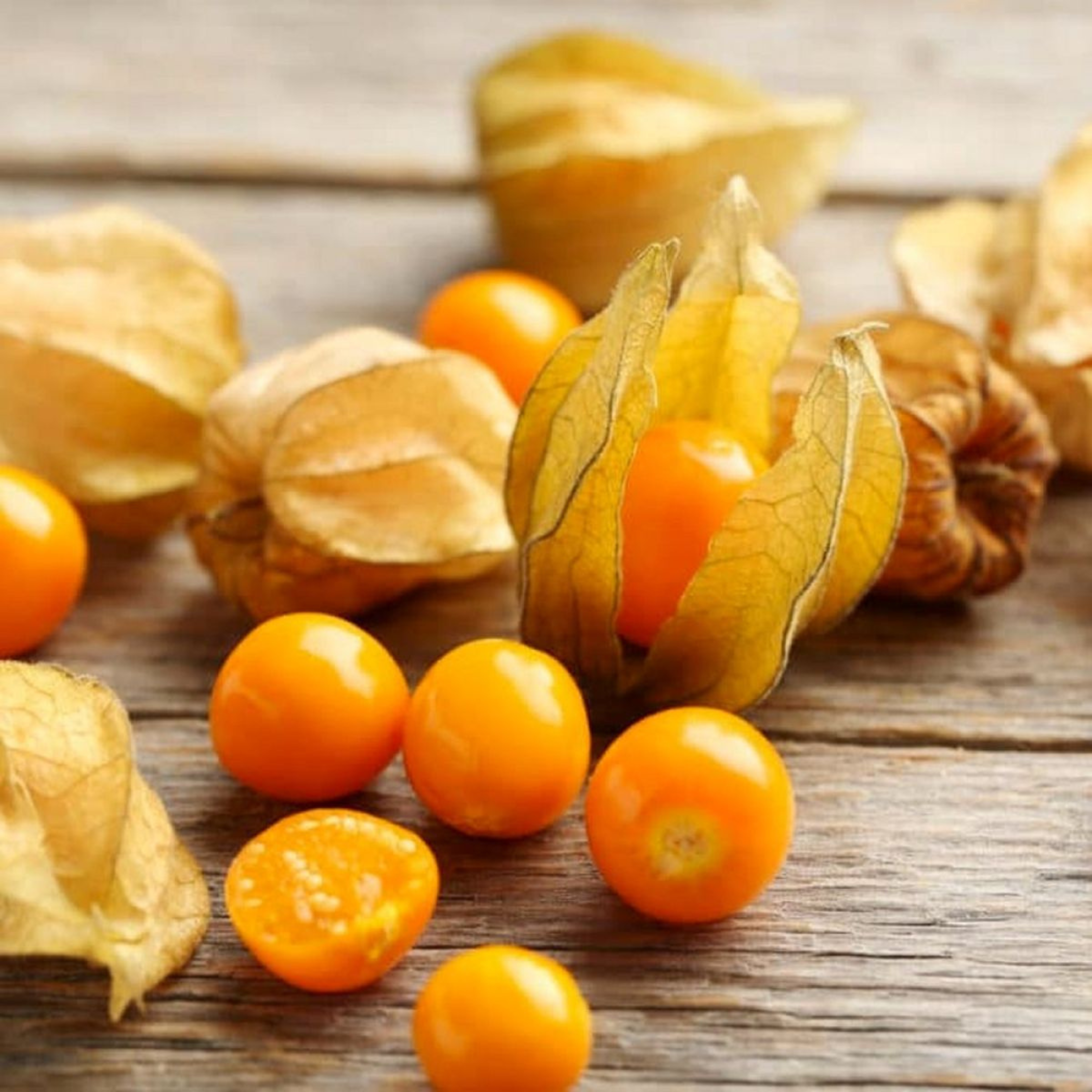 Golden Berry / Cape Gooseberry (Physalis peruviana) Rare Fruit Live Plant